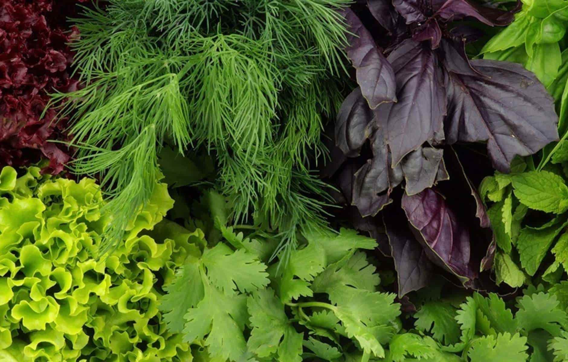 Зеленая энергия: путеводитель по витаминам и правильному питанию - 5